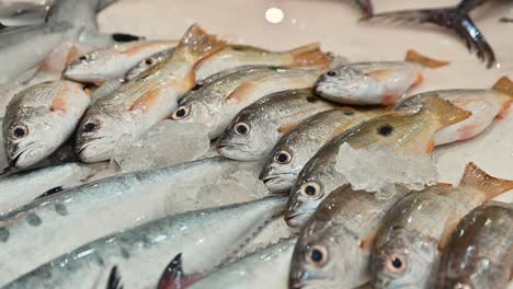 fresh seafood on display for sale in a fish market