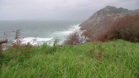 green grass moving with the wind at the cliff near the ocean
