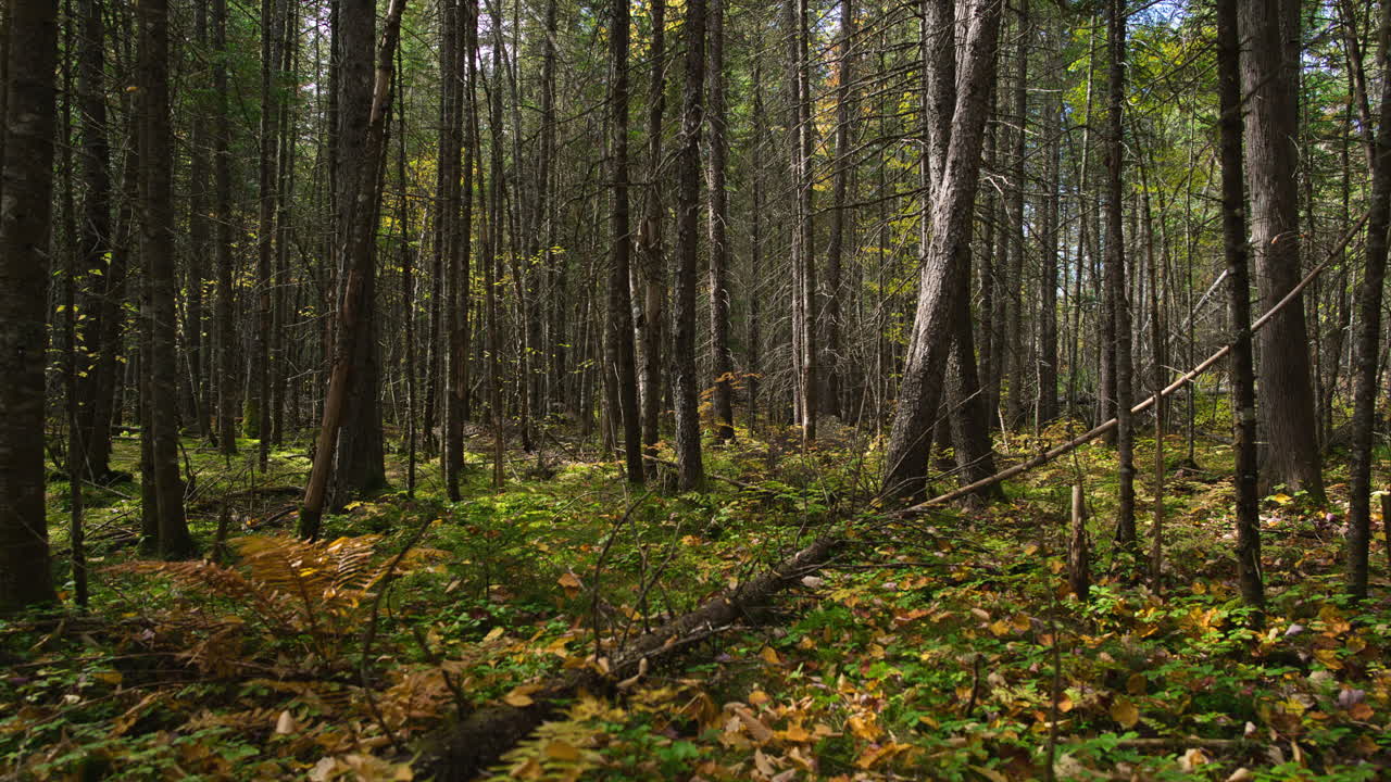 Timelapse of sunlight moving through conifer trees in Mauricie, Quebec, Canada. Autumn light creates vibrant colors and peaceful forest atmosphere