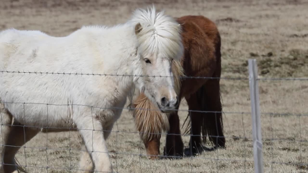 caballos islandeses blancos y marrones pastando en pastos