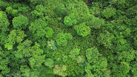 Luftüberflug-Von-Oben-Nach-Unten-über-Den-Dichten,-Lebendigen-Philippinischen-Tropenwald-In-Baras,-Catanduanes