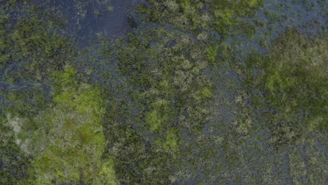 Drone-Aéreo-De-Arriba-Hacia-Abajo-Volando-A-Baja-Altura-Sobre-El-Permafrost-De-La-Tundra-Descongelada-Cerca-Del-ártico-En-Barrow-Alaska-Con-Agua-De-Hierba-Y-Flores