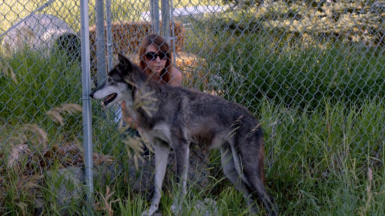 Un loup gris nommé Koa.