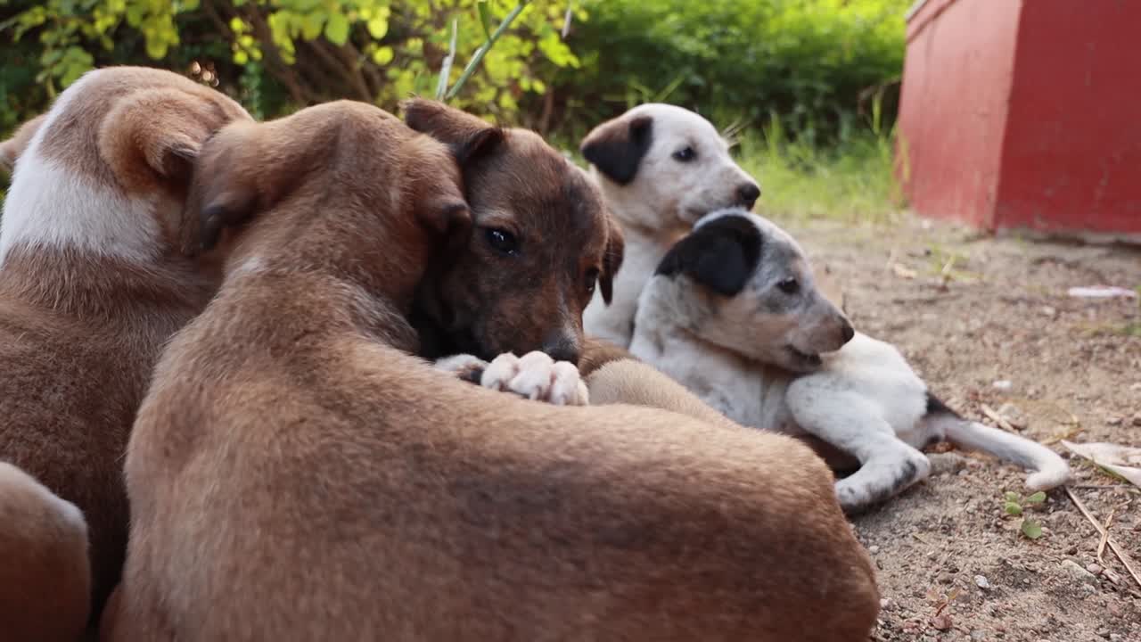 cachorros sin hogar en las calles de la ciudad.