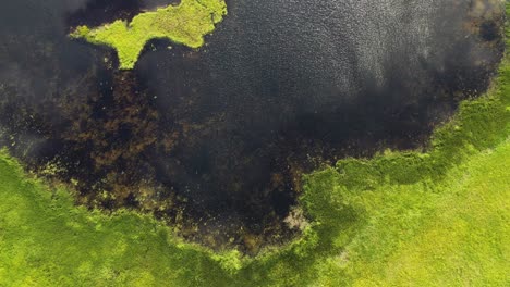 Agua-De-Lago-O-Estanque-En-Alaska-Cubierta-De-Musgo-De-Pantano-Verde-Vivo-Cerca-Del-Pantano---Antena-Directamente-Encima-De-La-Vista