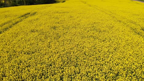 aerial - beautiful field of yellow rapeseed flowers in sweden, wide shot forward