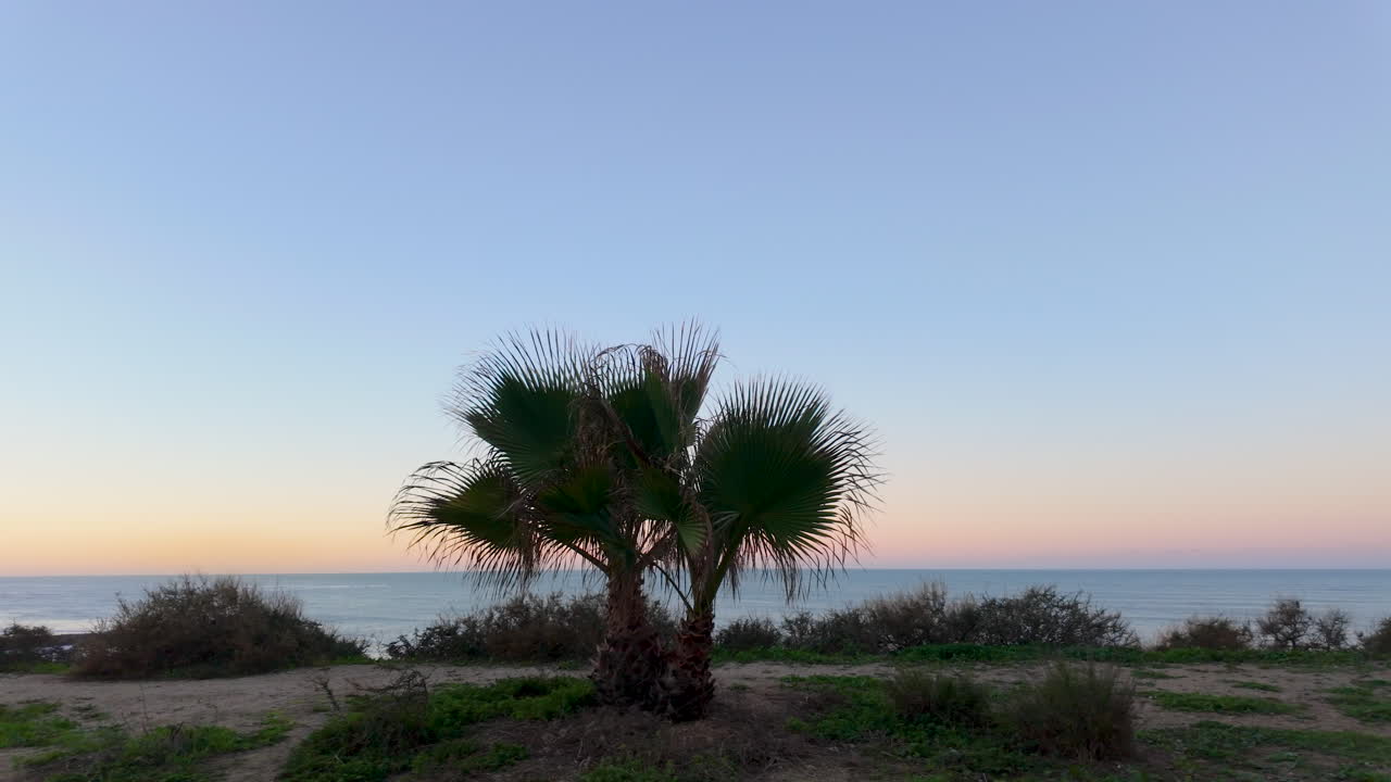 Palmeira solitária em uma praia de areia ao entardecer, com um mar calmo ao fundo.