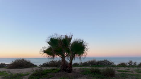 lone palm tree on a sandy beach at twilight, with a calm sea in the background