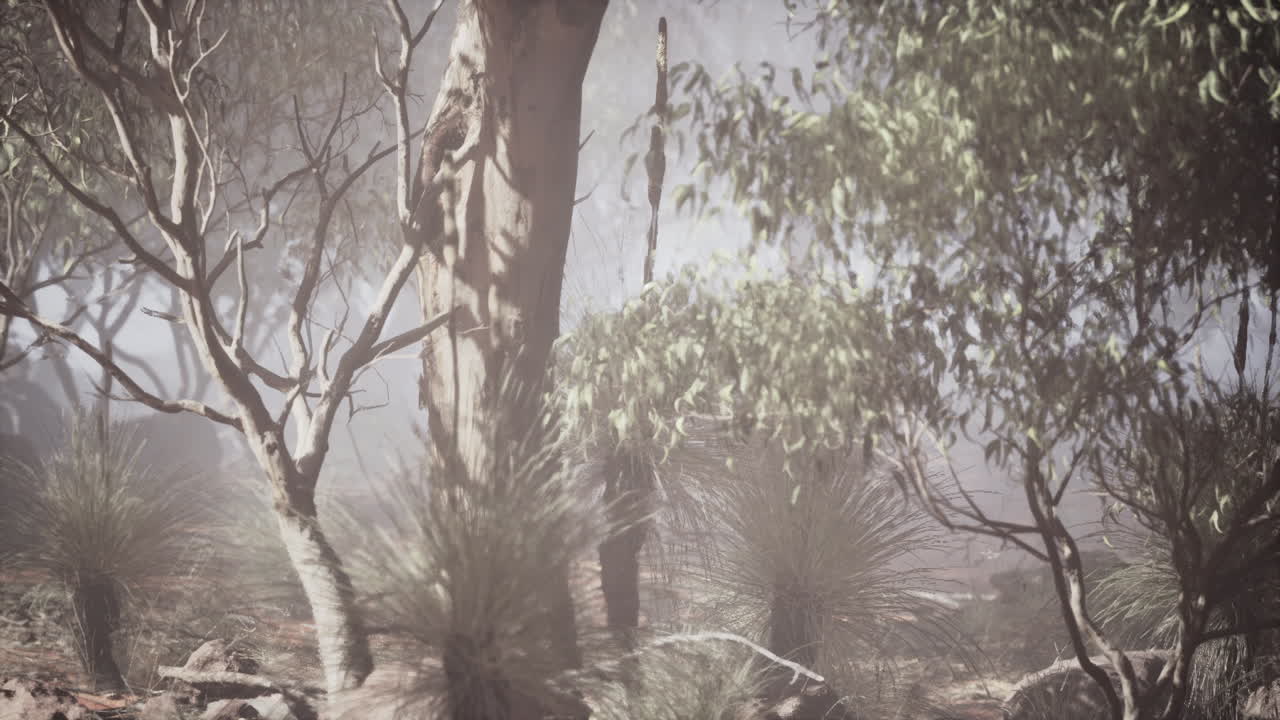 오스트레일리아의 안개 숲