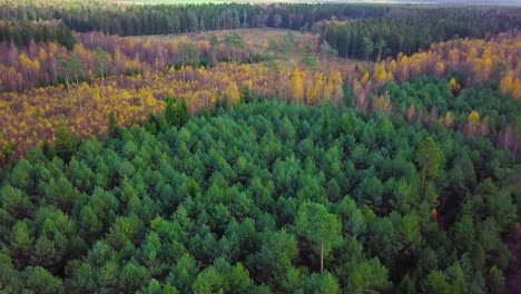 autumn in a forest, aerial top view, mixed forest, green conifers, birch trees with yellow leaves, fall colors countryside woodland, nordic forest landscape, wide establishing shot moving forward