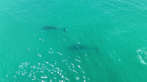 aerial view of dolphin swimming in clear ocean waters at daytime