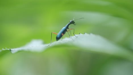 Blue-tiger-beetle-taking-off-from-a-green-leaf-slow-motion