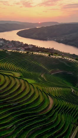 Stunning Terraced Vineyards and River Valley at Sunset