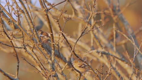 two birds perched on a leafless tree in the netherlands, wide shot