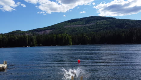 drone view of the dogs swimming in the water