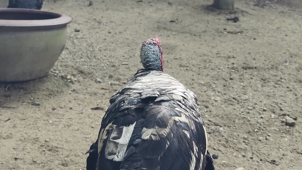 pavo en un recinto del zoológico