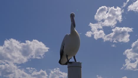 australian pelican standing on white post against bright blue sky. low angle shot