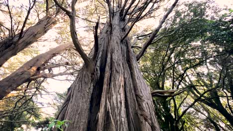 Riesiger-Baum-Im-Park-Berührt-Den-Himmel