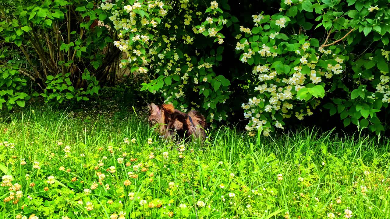 Large Maine Coon relaxes beneath shady tree surrounded by soft green grass in daylight
