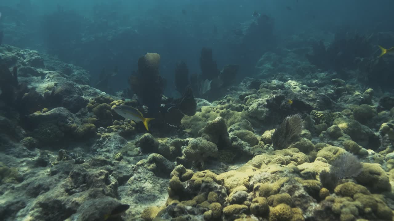 Swimming over an intact coral reef with light reflecting on the bottom