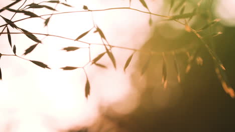 blurred grass in sunlight
