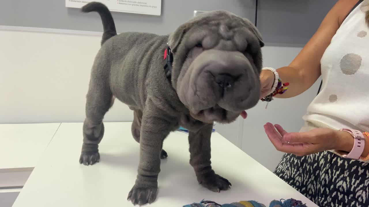Seeing a Sharpei breed puppy in a reference veterinary clinic.