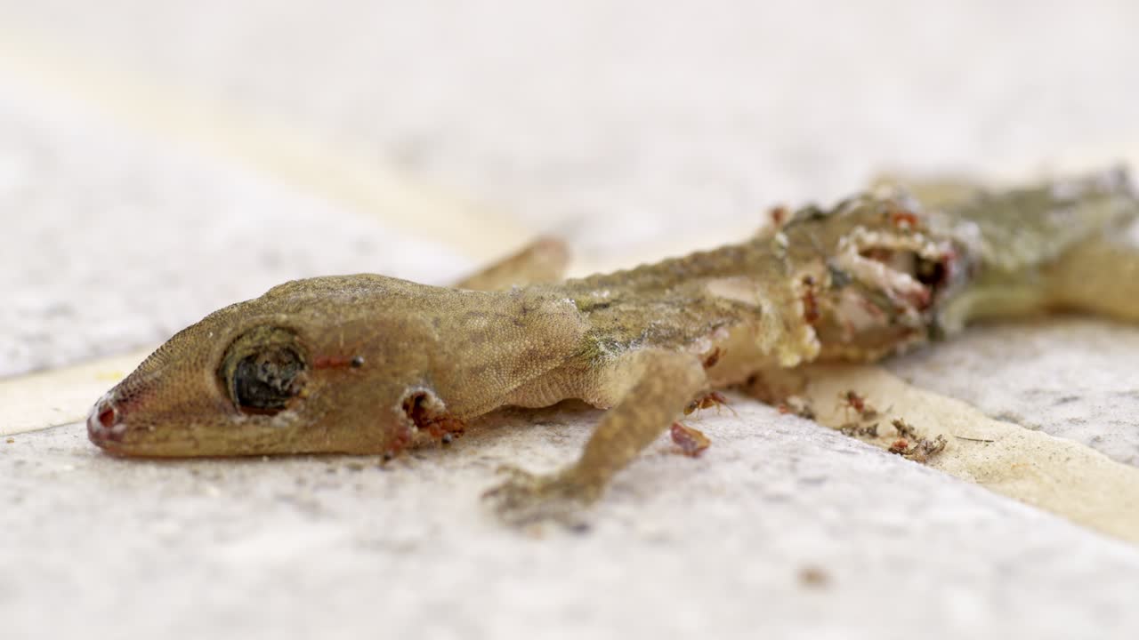 Explore the intricate features of a lizard in its natural habitat through a stunning close-up