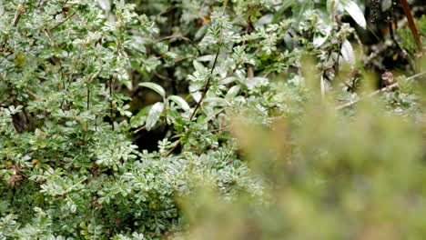 forest and vegetation, close up