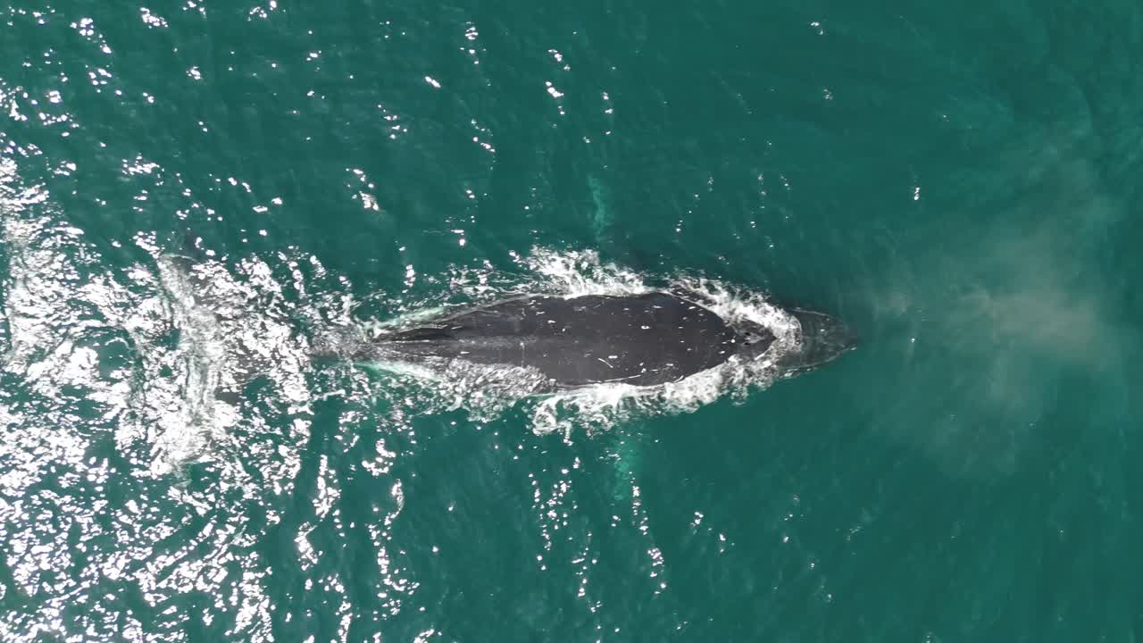 Humpback whale and the calf traveling to the south at Pacific Ocean. Aerial bird eye view.