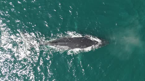 humpback whale and the calf traveling to the south at pacific ocean. aerial bird eye view.