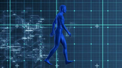 animation of walking human body model in blue checked space