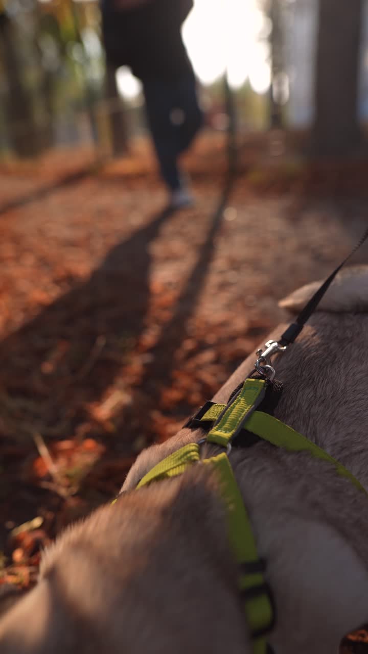 perro caminando en el parque de otoño