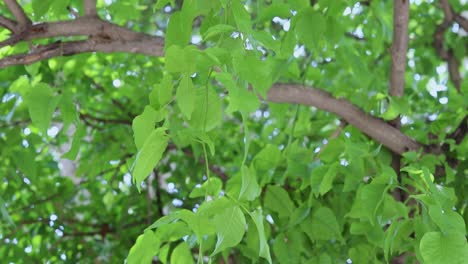 Aegle-Marmelos-Oder-Bael-Blatt-Am-Baum-Aus-Verschiedenen-Blickwinkeln-Am-Tag