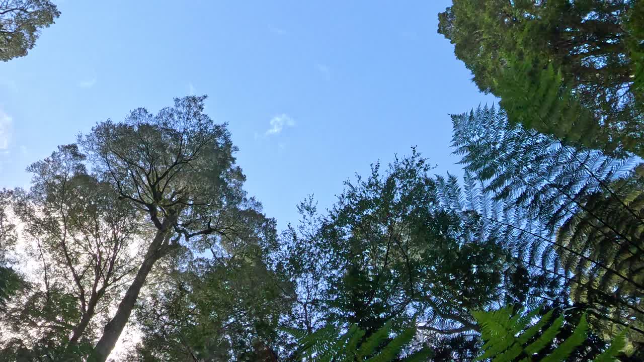 Skyward view of trees and ferns