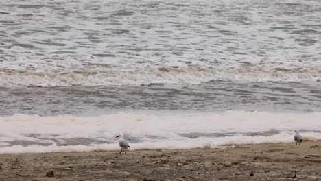 seagulls walk along a windy beach as waves crash ashore, capturing a serene yet dynamic coastal scene
