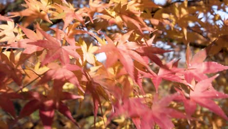 colorful autumn maple leaves dancing in the wind