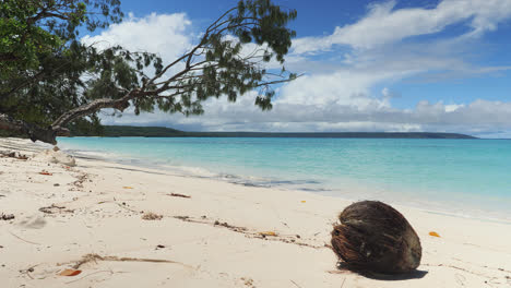 cáscara de coco en la playa tropical, fondo de palmeras de la isla