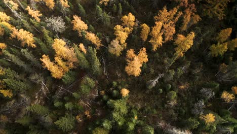 a slow aerial over a late autumn boreal forest in the canadian shield