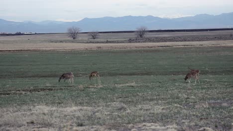 white tailed deer grazing in a green field during spring time