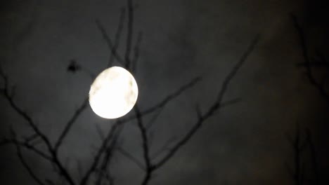 Mond-Hinter-Den-Ästen-Eines-Baumes-Mit-Vorbeiziehenden-Wolken