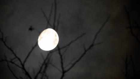 luna detrás de las ramas de un árbol con nubes pasando
