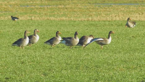 Beautiful-large-flock-of-Greylag-goose-breeding-in-the-green-agricultural-field-Northern-Europe-during-migration-season,-sunny-spring-day,-distant-medium-low-angle-shot