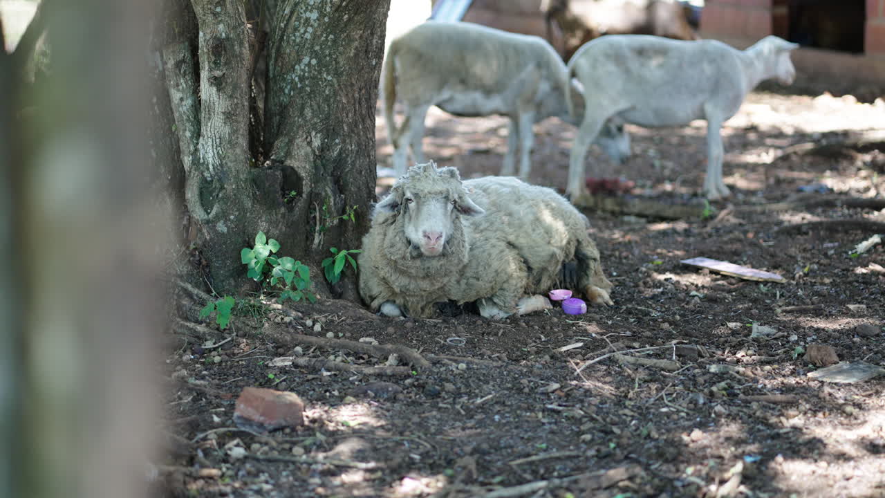 A close-up of a sheep resting under a tree while chewing. The peaceful rural setting features the sheep’s woolly texture, and the background shows other sheep in the field