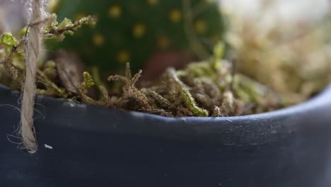 macro toma de hoja de cactus. concepto de botánica verde de la naturaleza. hoja detallada.
