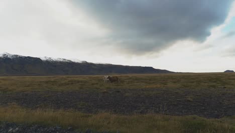 A-few-Sheeps-are-walking-in-a-direction