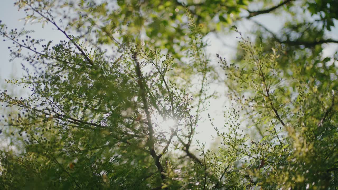 포르투갈 신트라에서 부드러운 햇살이 섬세한 나뭇가지 사이로 스며들고 있어요