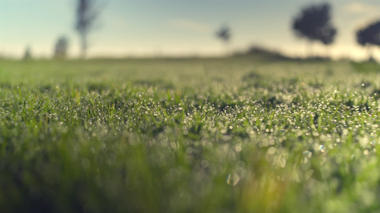 gimbal en cámara lenta moviéndose bajo sobre hojas de hierba cubiertas de rocío durante el amanecer, nueva zelanda