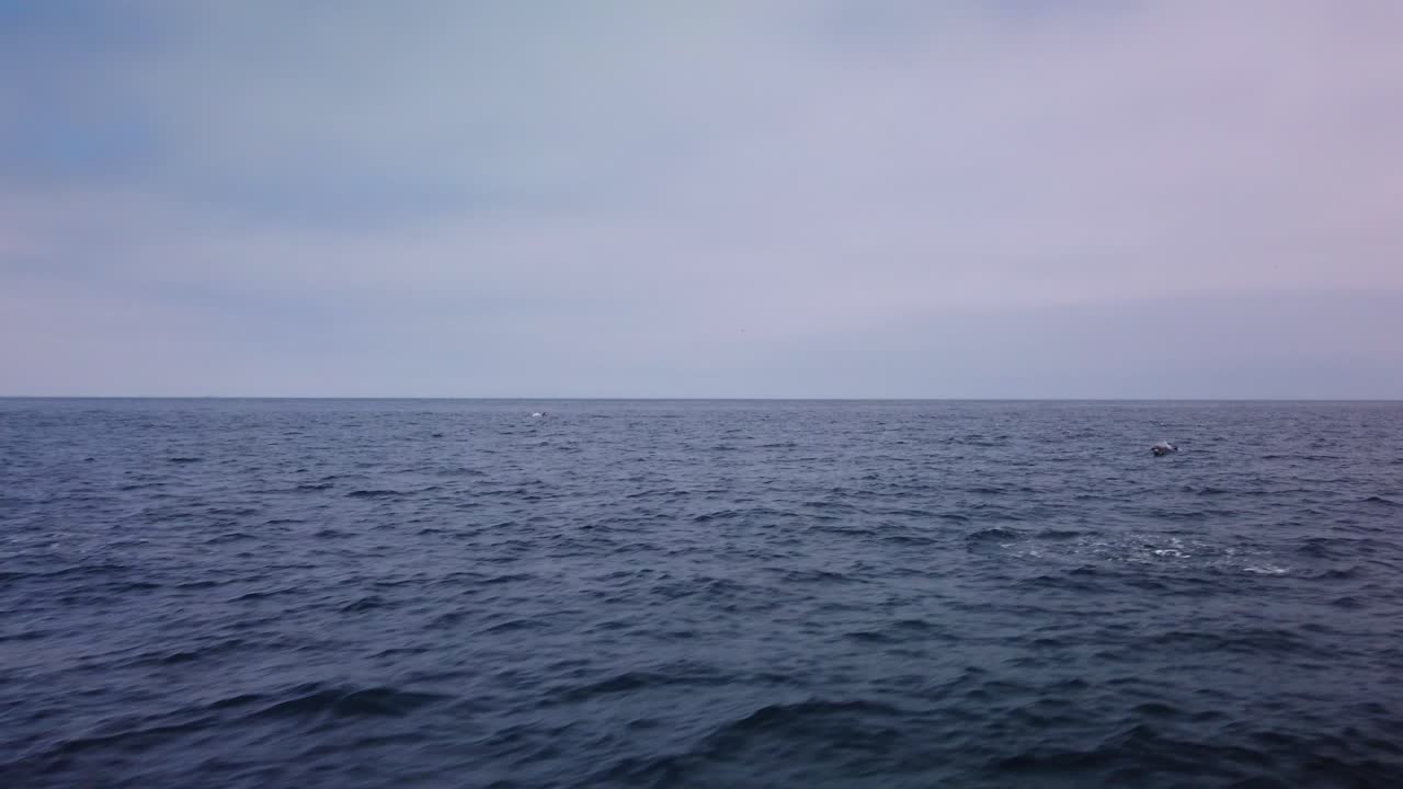 Wide gimbal panning shot of a large pod of dolphins swimming alongside a moving boat in the open ocean off the coast of California