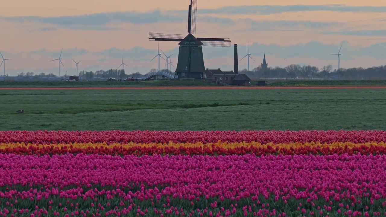 Nederlandsk vindmølle som kommer til syne bak fargerike tulipanåkre