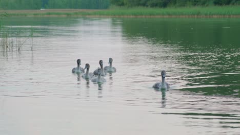 Six-cygnets-swimming-in-the-sea-near-the-shore